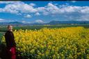 Ashe by the fields of blooms.